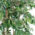 Ficus Artificiel Multitree Natasja
