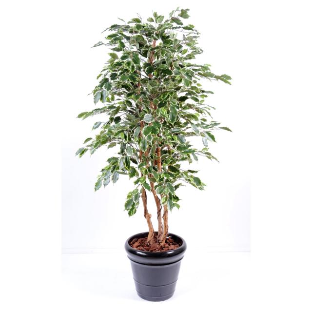 Ficus Artificiel Exotica