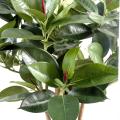 Ficus Artificiel Elastica Buisson (rubber Plant Multitree)