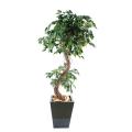 Ficus Artificiel S