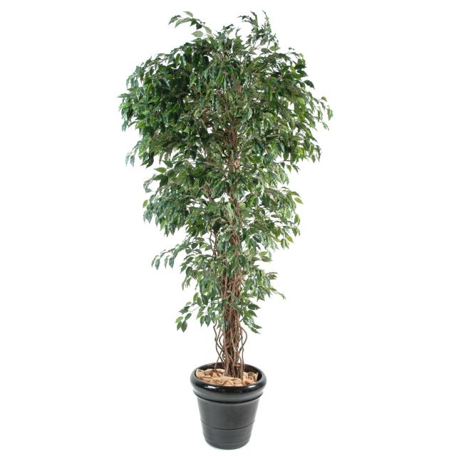 Ficus Artificiel Lianes PF