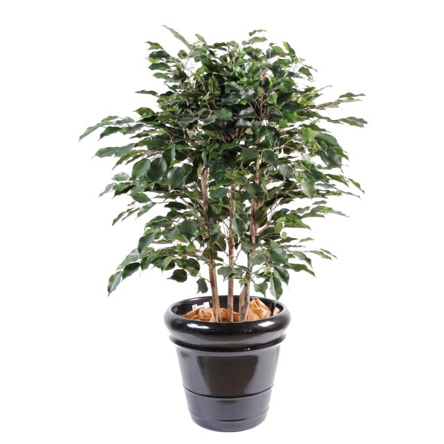 Ficus Artificiel Exotica Buisson - Ficus Artificiel Exotica Buisson