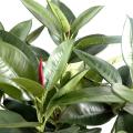 Ficus Artificiel Elastica Buisson (rubber Plant Multitree)