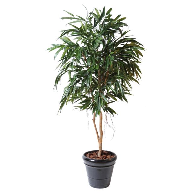 Ficus Artificiel Alii Royal - Ficus Artificiel Alii Royal