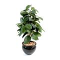Ficus Artificiel Elastica (rubber Plant Tree)