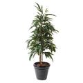 Ficus Artificiel Alii Bush Royal