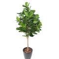 Lyrata Artificiel Royal