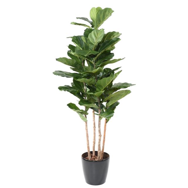 Lyrata Artificiel Multi-troncs Grandes Feuilles - Lyrata Artificiel Multi GF