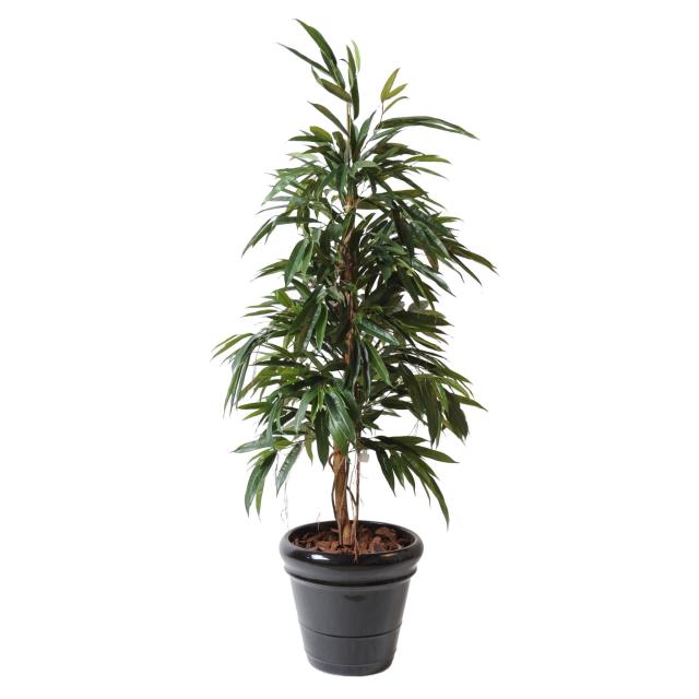 Ficus Artificiel Alii Bush Royal - Ficus Artificiel Alii Bush Royal