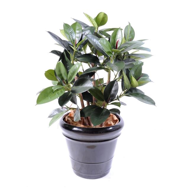 Ficus Elastica Buisson Artificiel - Ficus Artificiel Elastica Buisson (rubber Plant Multitree)