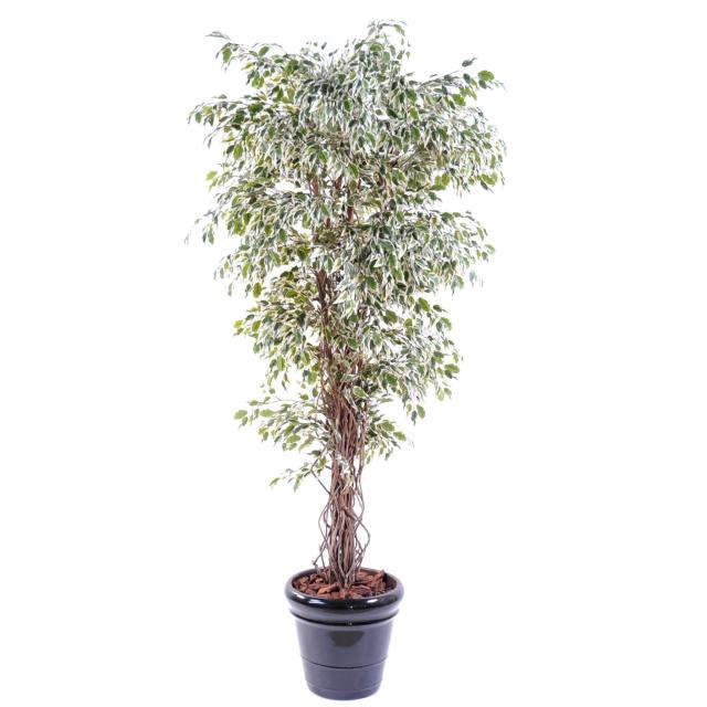 Ficus Artificiel Lianes PF