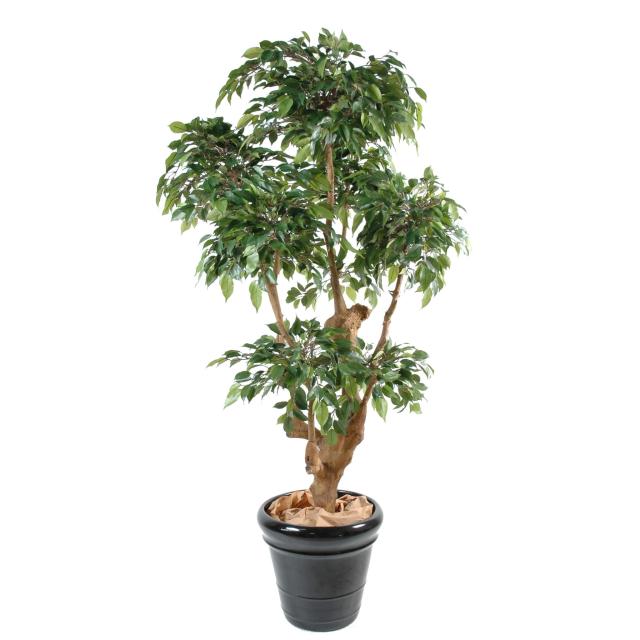 Ficus Artificiel Natasja 5 Têtes - Ficus Artificiel Natasja 5 Tetes