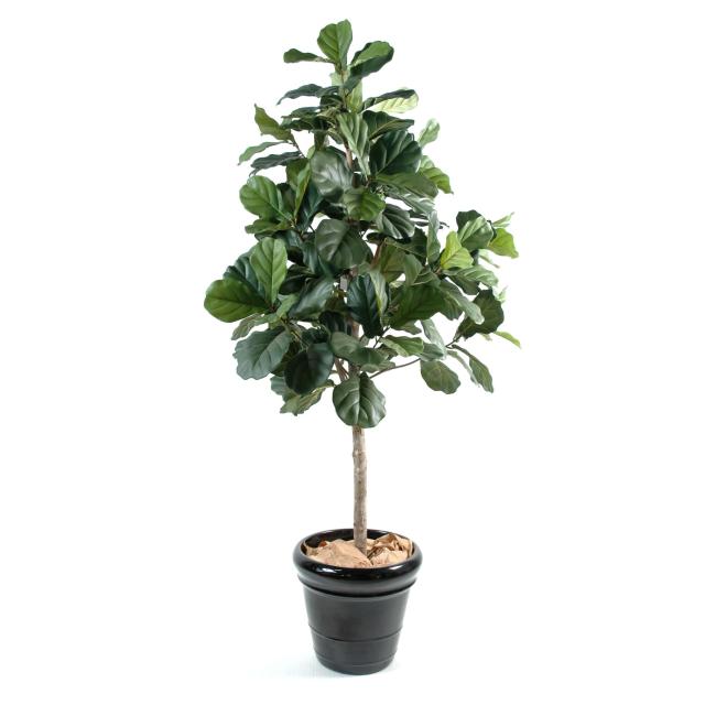 Lyrata Artificiel - Figuier - Lyrata Artificiel (figuier)