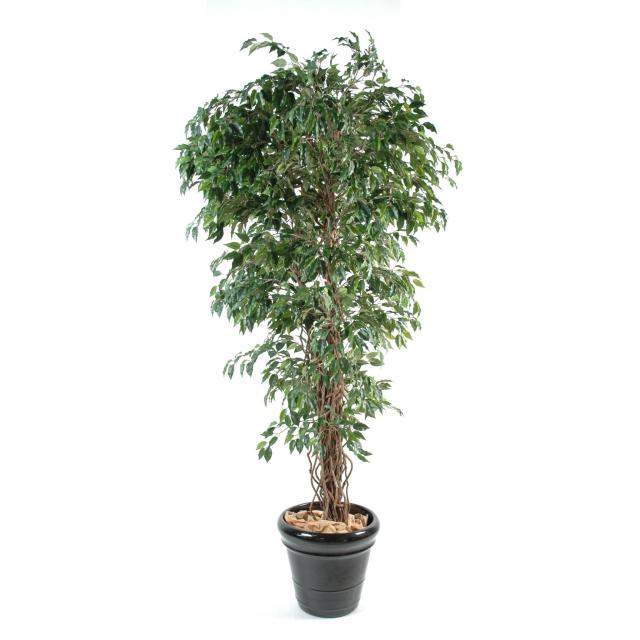 Ficus Artificiel Lianes PF