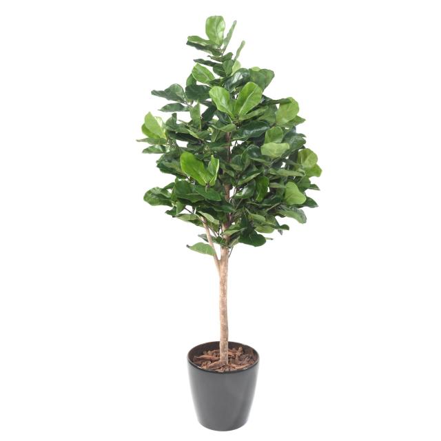 Lyrata Artificiel Royal - Lyrata Artificiel Royal