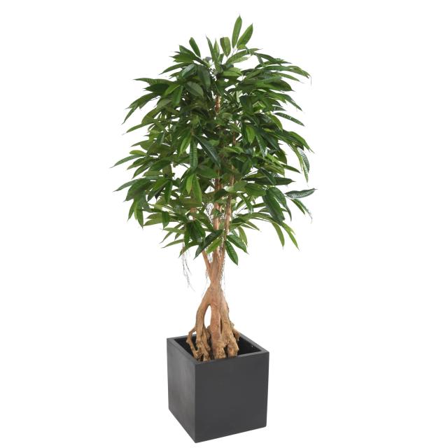 Ficus Artificiel Root Longifolia - Ficus Artificiel Root Longifolia