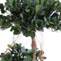 Ficus Artificiel Panda NEW 170
