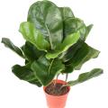Lyrata Artificiel Pot