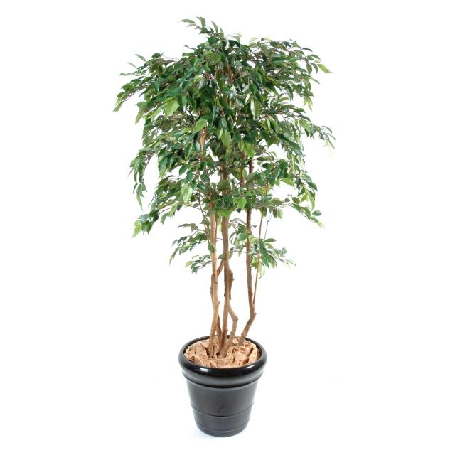 Ficus Artificiel Multitree Natasja - Ficus Artificiel Multitree Natasja