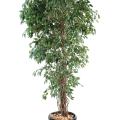 Ficus Artificiel Lianes PF