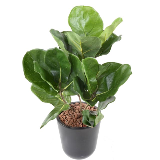 Lyrata Artificiel Mini - Lyrata Artificiel Pot